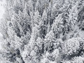 Snow covered pine trees in forest