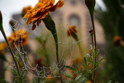 Close-up of wet spider web on plant