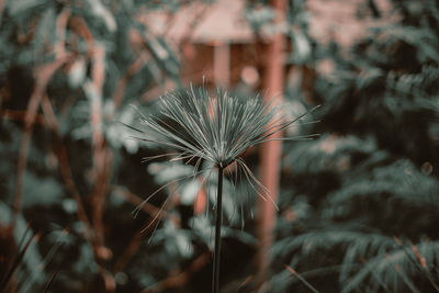 Close-up of dandelion on field