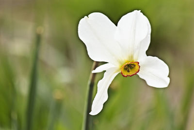 Close-up of insect on white flower