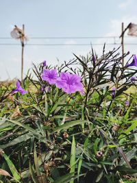 Close-up of pink flowering plants against sky