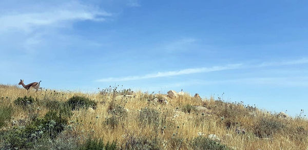 Plants on field against sky