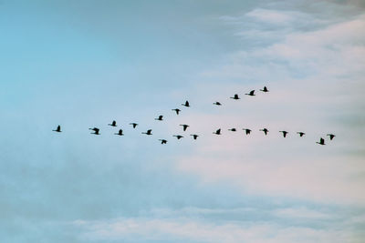 Low angle view of birds flying in sky