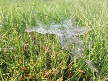 Close-up of spider web on field