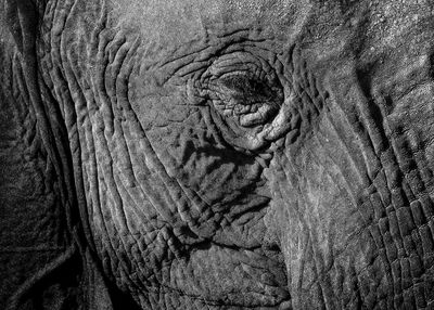 Close-up of elephant head