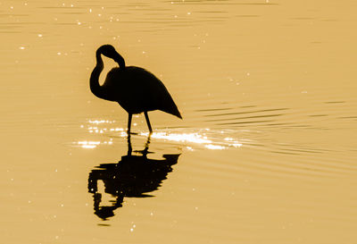 Silhouette flamingo in lake during sunset