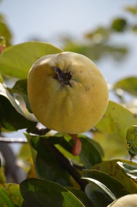 Quince fruit of the quince tree branch