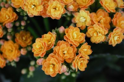 Close-up of flower blooming outdoors