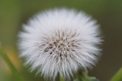 Close-up of white flower