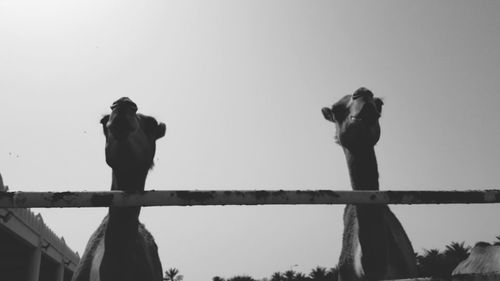 Low angle view of man photographing railing against clear sky