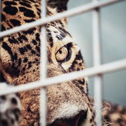 Close-up of cat in cage at zoo