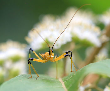 Close-up of insect on leaf