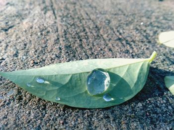 High angle view of wet leaf on pebbles