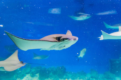 Closeup of many stingrays through aquarium window