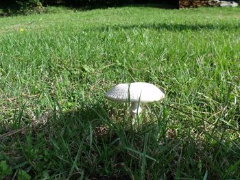 Close-up of mushroom on field