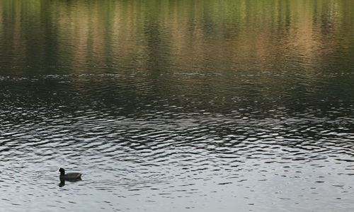 High angle view of birds swimming in lake