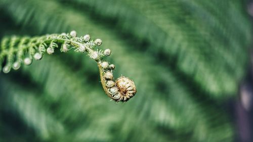 Close-up of pine cone on tree