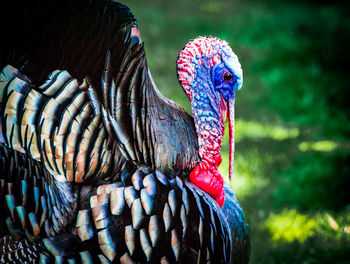 Close-up of turkey