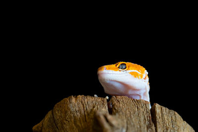 Close-up of a lizard on wood