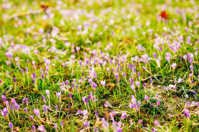 Close-up of purple crocus flowers on field