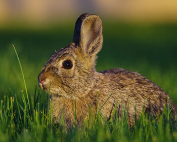 Close-up of a rabbit 