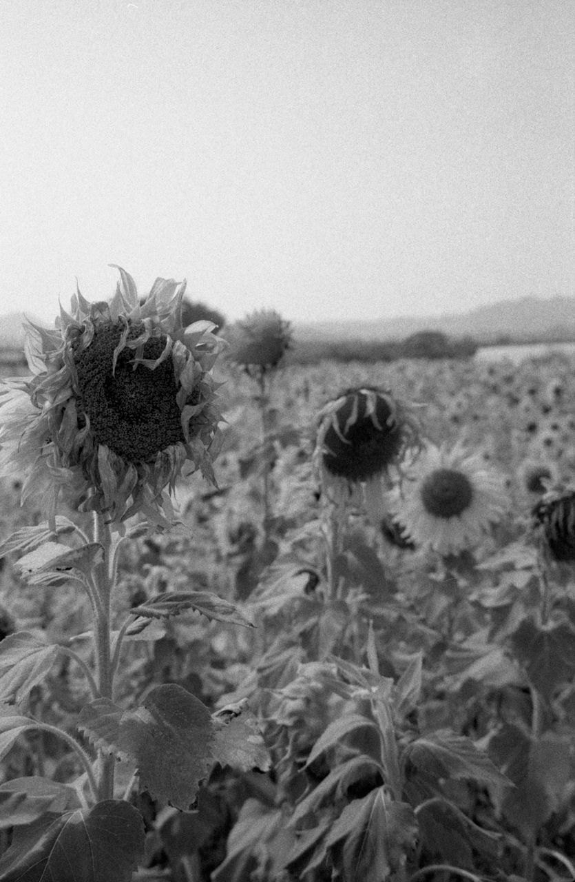 black and white, monochrome photography, plant, monochrome, black, nature, growth, white, beauty in nature, land, flower, no people, sky, flowering plant, day, close-up, tranquility, field, outdoors, fragility, environment, leaf, sunflower