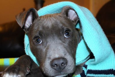 Close-up portrait of a dog