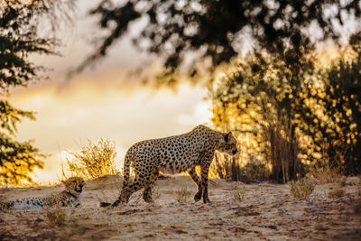 Cheetah walking on field against sky during sunset