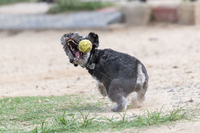 Dog on field