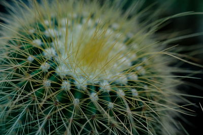Close-up of cactus plant