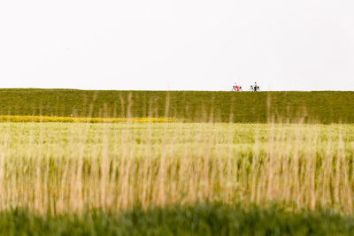 People on grassy field against clear sky