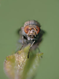 Close-up of spider