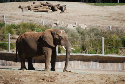Elephant standing on field by trees against sky