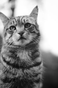 Close-up portrait of a cat