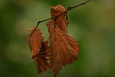 Close-up of dry leaf on plant