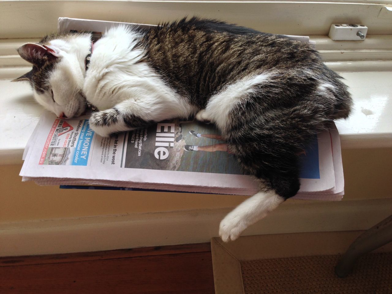 Manx Cat On Newspaper