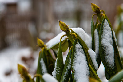 Branches of rhododendron coverd with snow