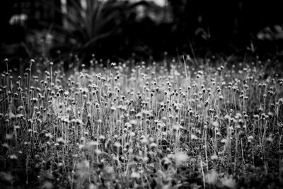 Wet plants on field during rainy season
