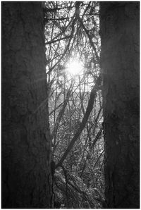 Low angle view of tree against sky