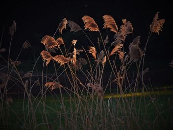 Close-up of plants growing on field against sky