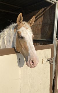 Close-up of horse in stable