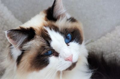 Close-up portrait of a cat