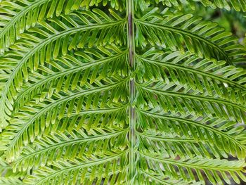 Full frame shot of palm leaf
