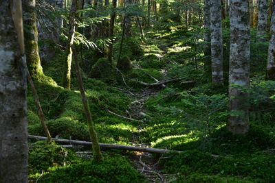 Trees growing in forest