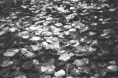 Full frame shot of rocks on field