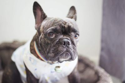 Close-up portrait of a dog