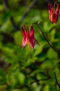 Close-up of pink flowers