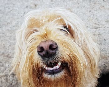 Close-up portrait of dog