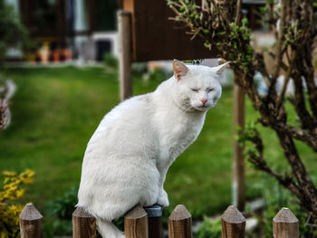 White cat sitting on wood