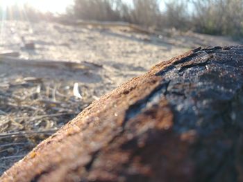Close-up of tree trunk